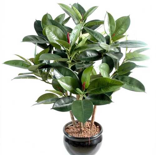 Ficus