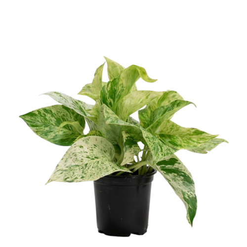 Marble Queen Pothos