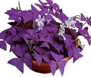 Oxalis Triangularis