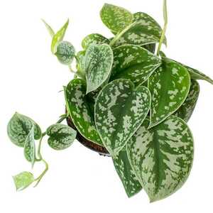 Pothos Silver Splash