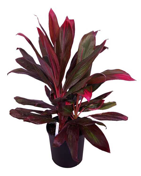 Cordyline