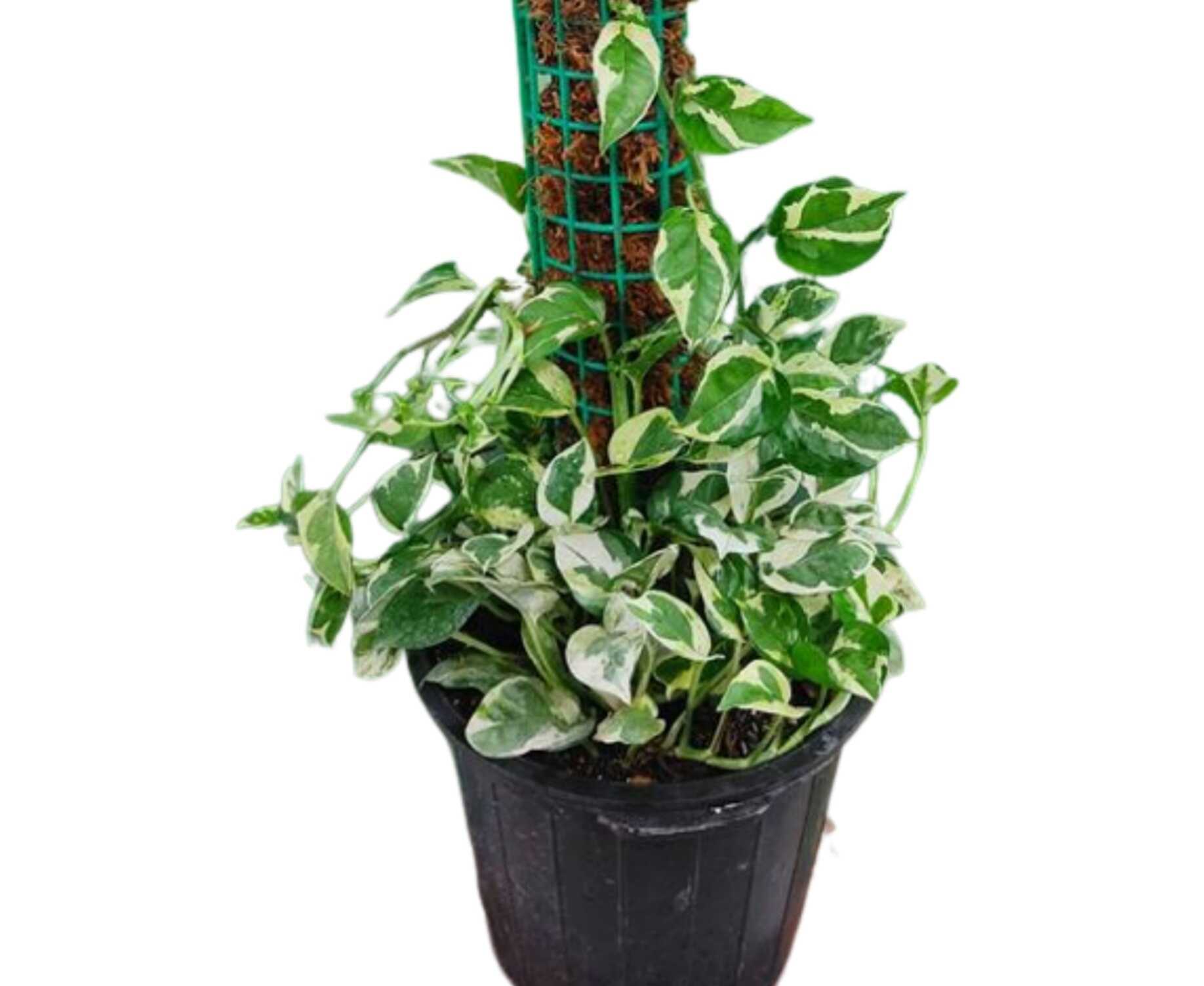 Pothos mostick