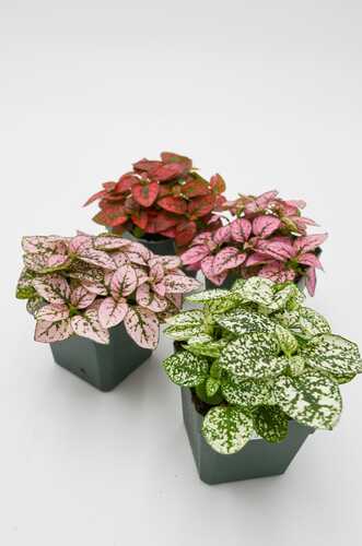 Hypoestes