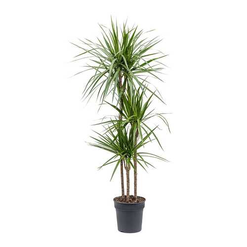 Dracaena