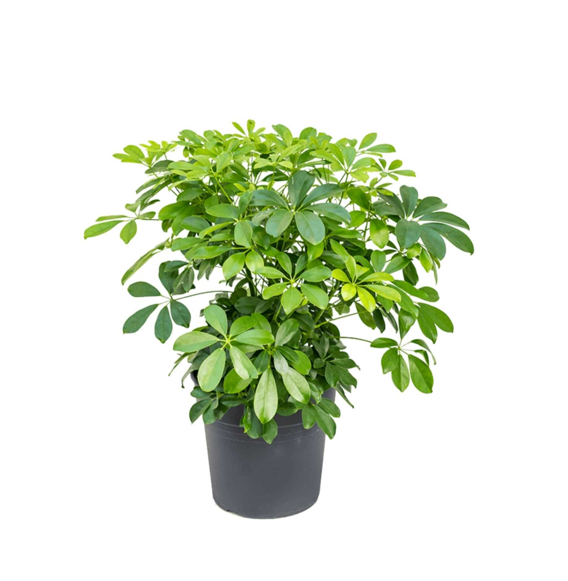 Schefflera