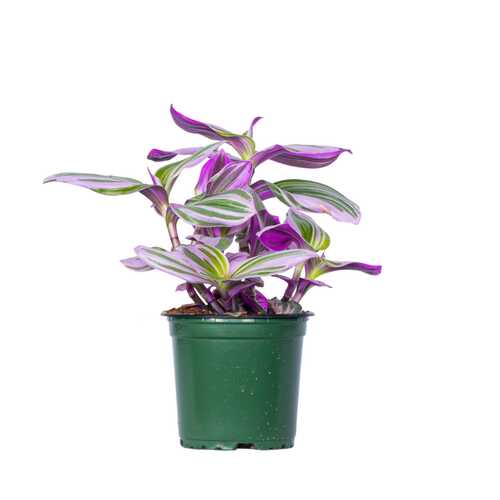 Tradescantia