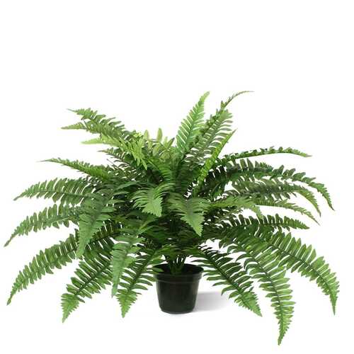 Fern