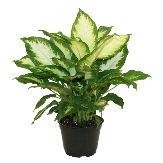 Dieffenbachia