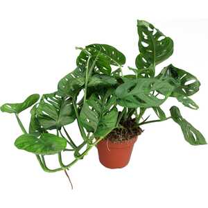 Pothos adanson