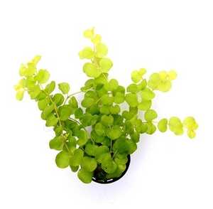 Moneywort