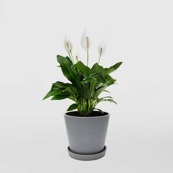 Spathiphyllum