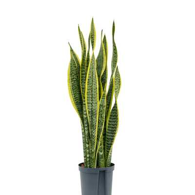 sansevieria